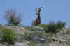 BighHornSheep.JPG (99527 bytes)