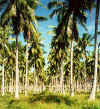 coconuts.jpg (61955 bytes)